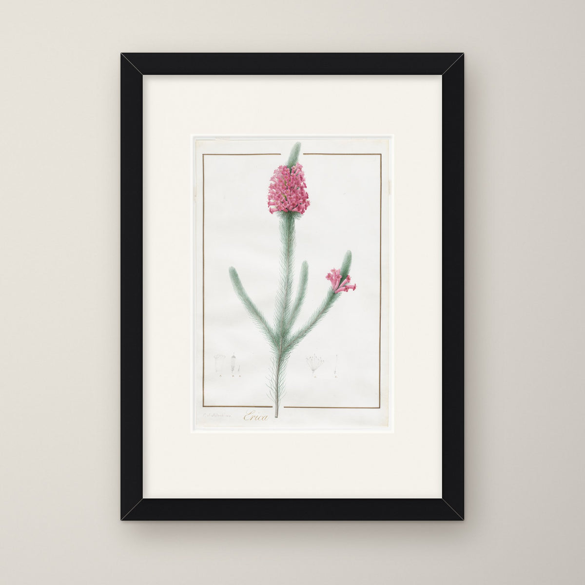 Erica Fulgida – in a black frame