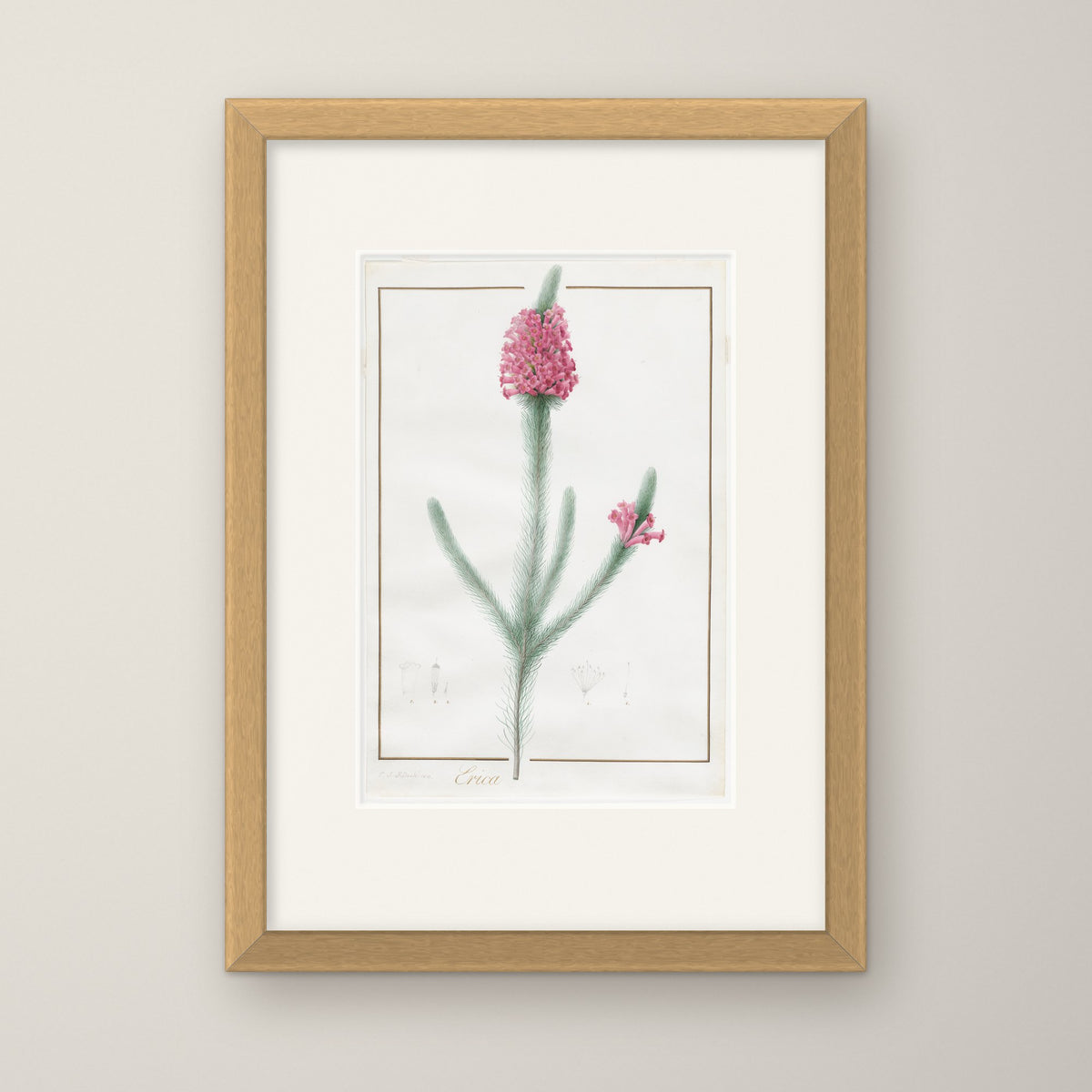Erica Fulgida – in an oak frame