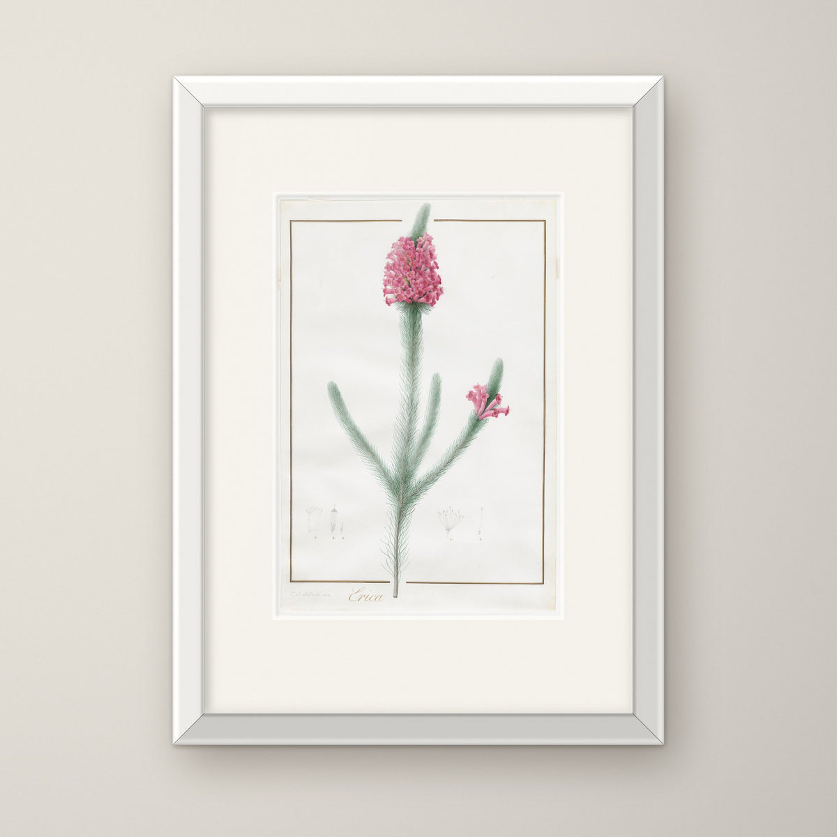 Erica Fulgida – in a white frame