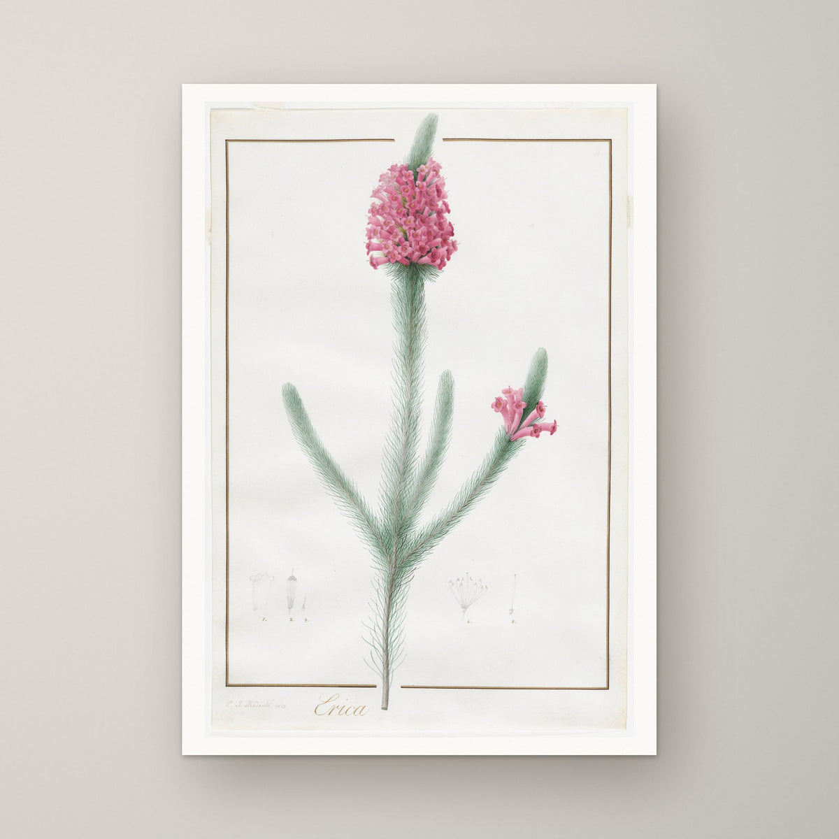Erica Fulgida – unframed print