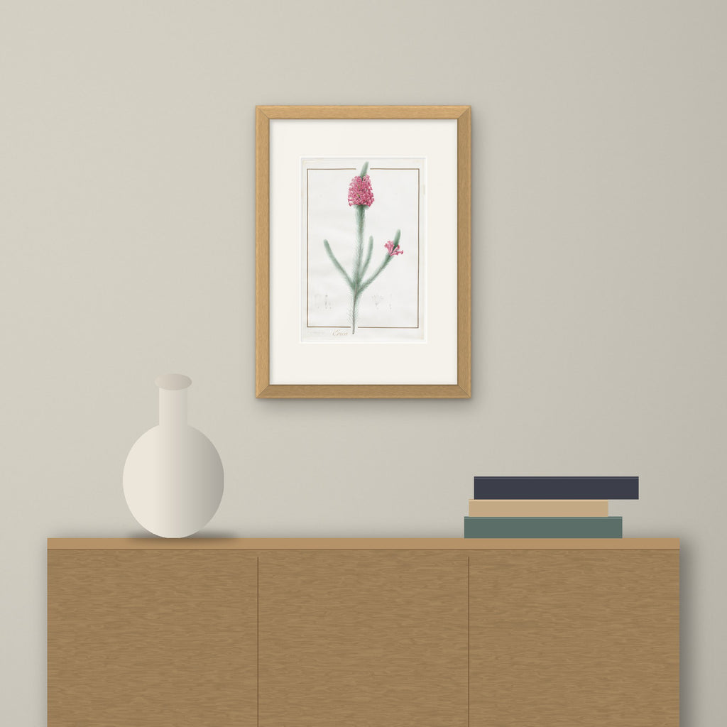 Erica Fulgida – framed on a wall above a sideboard