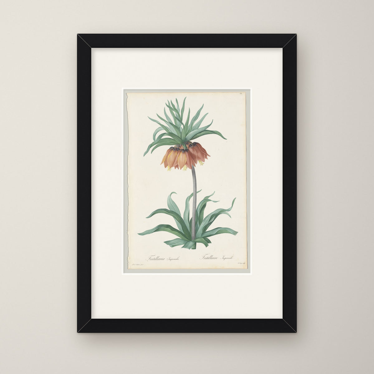 Fritillaria Imperialis – in a black frame