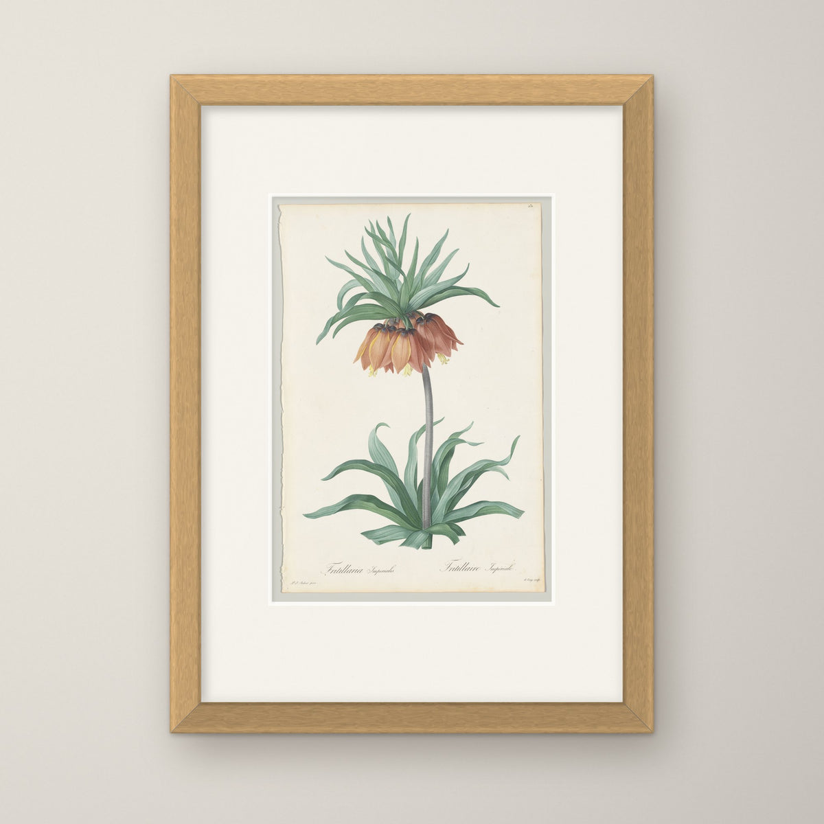 Fritillaria Imperialis – in an oak frame