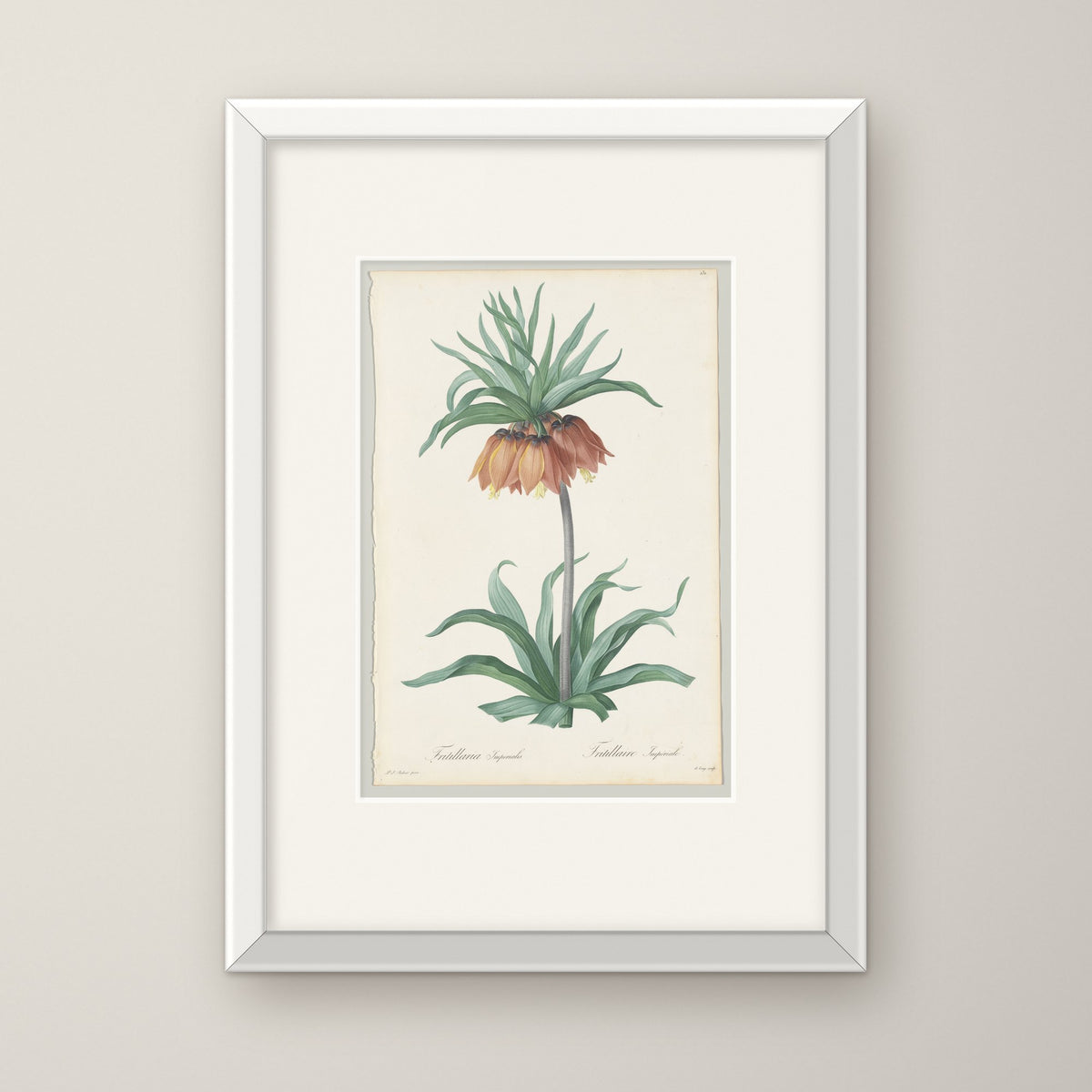 Fritillaria Imperialis – in a white frame