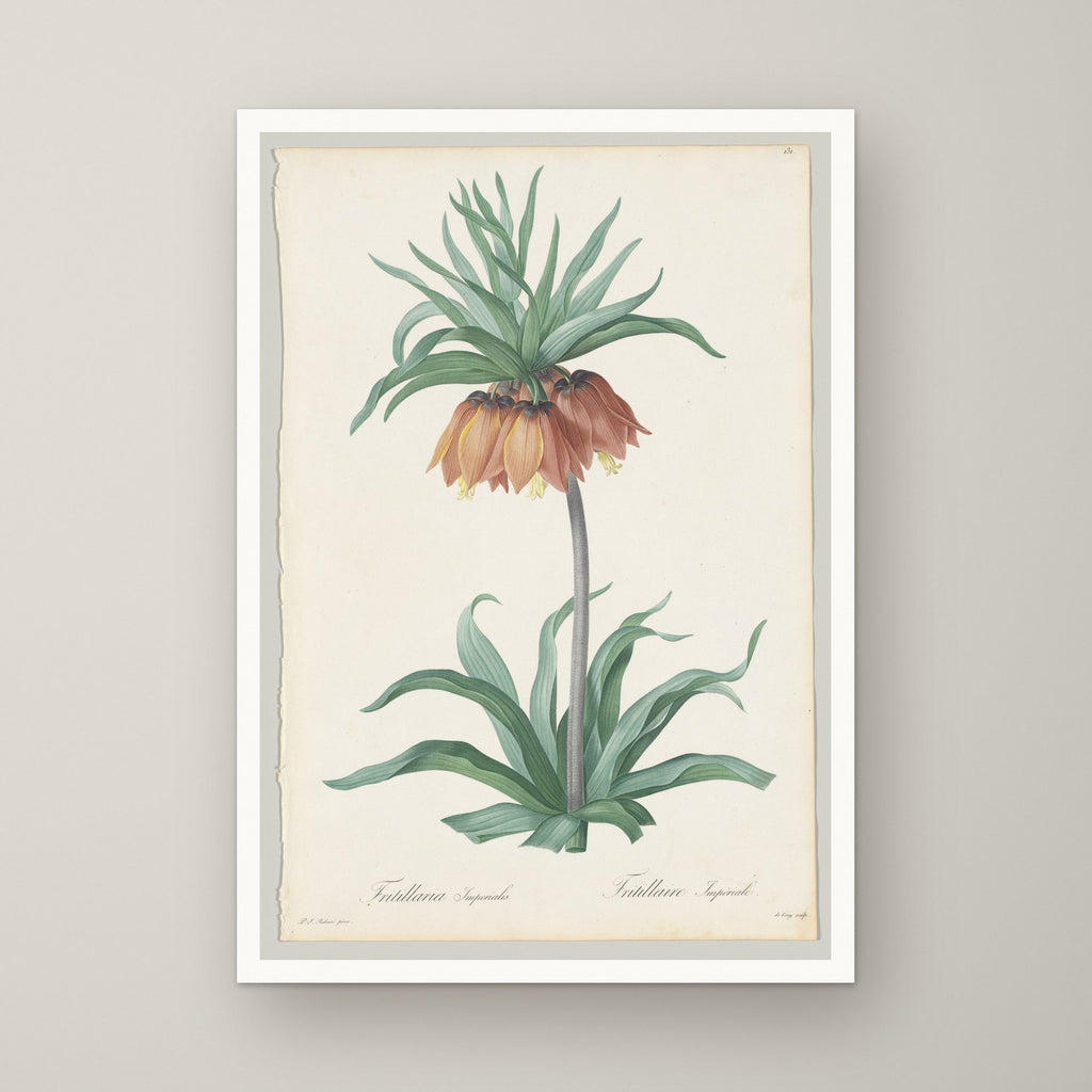 Fritillaria Imperialis – unframed print