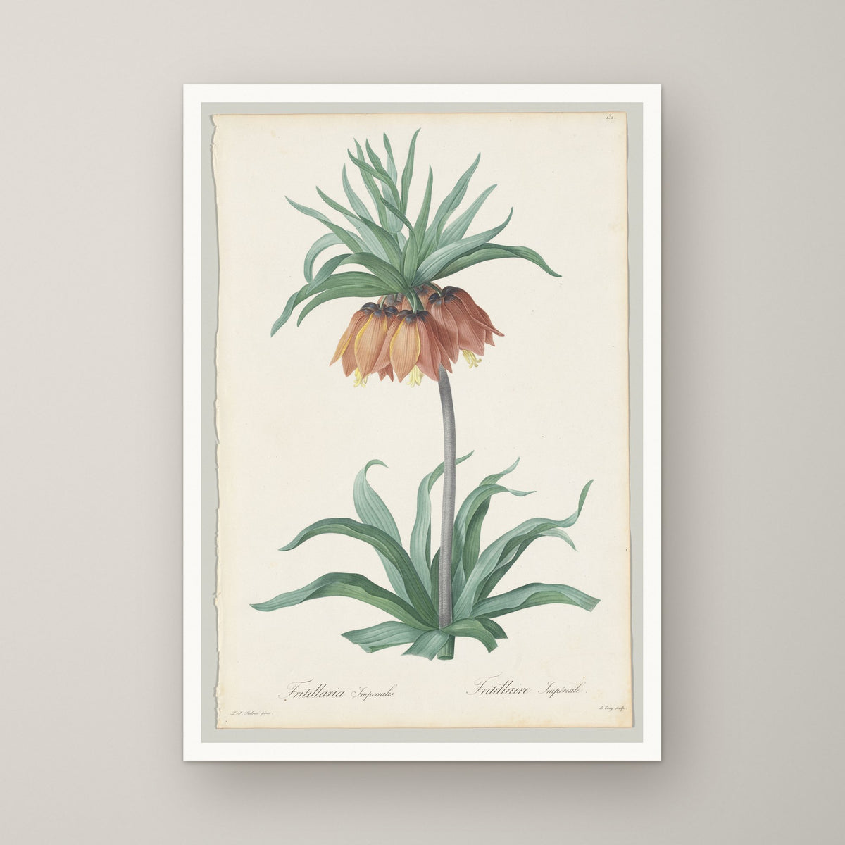 Fritillaria Imperialis – unframed print