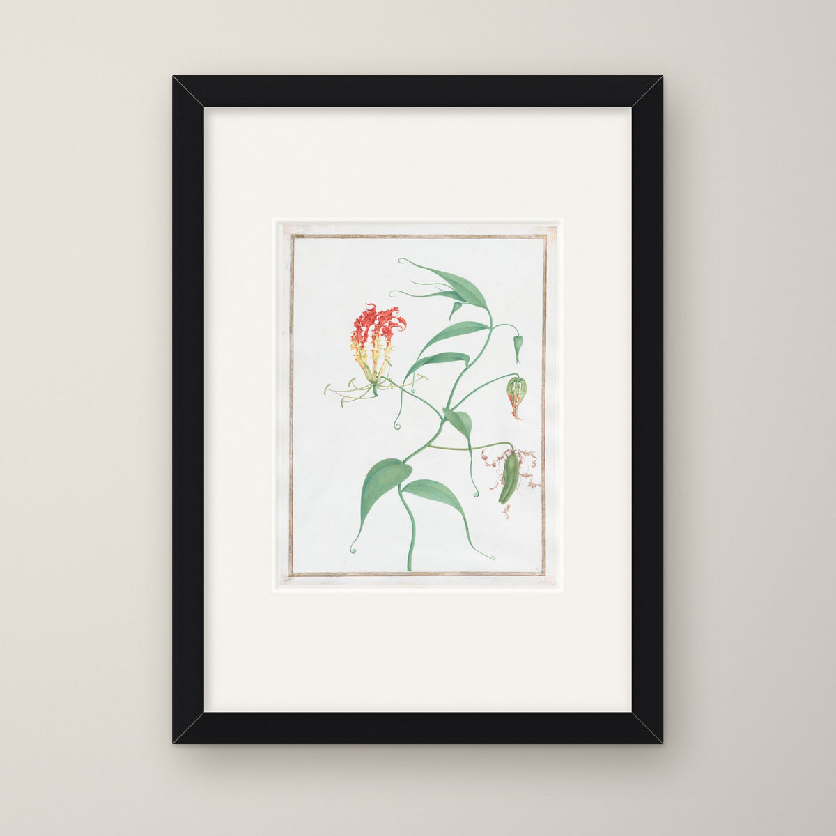Gloriosa Superba – in a black frame