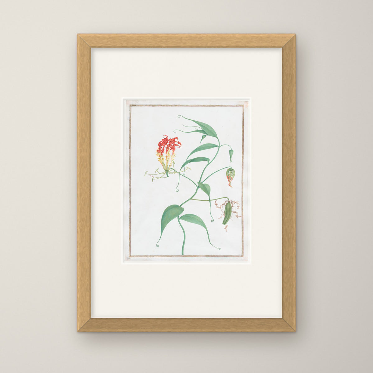 Gloriosa Superba – in an oak frame