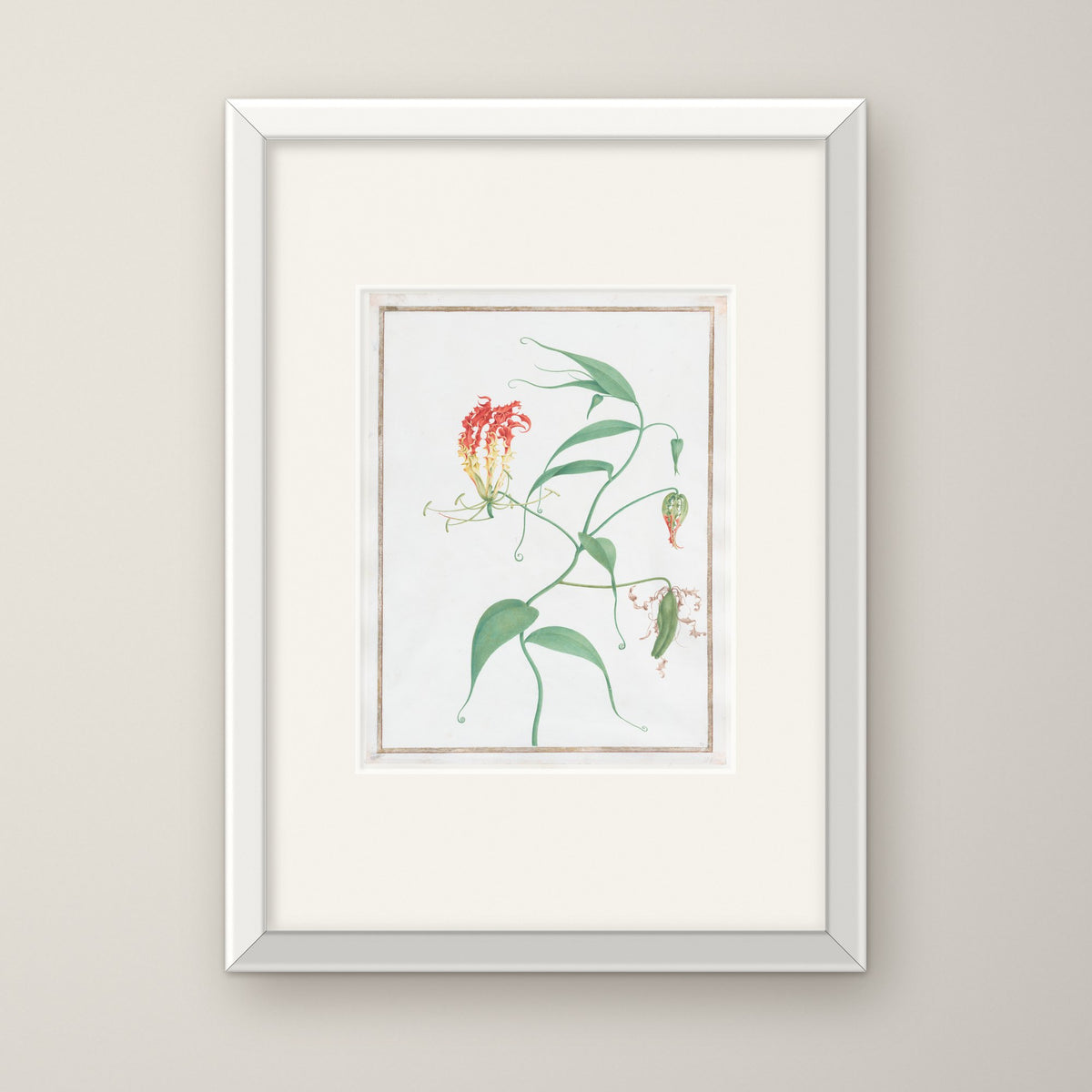 Gloriosa Superba – in a white frame