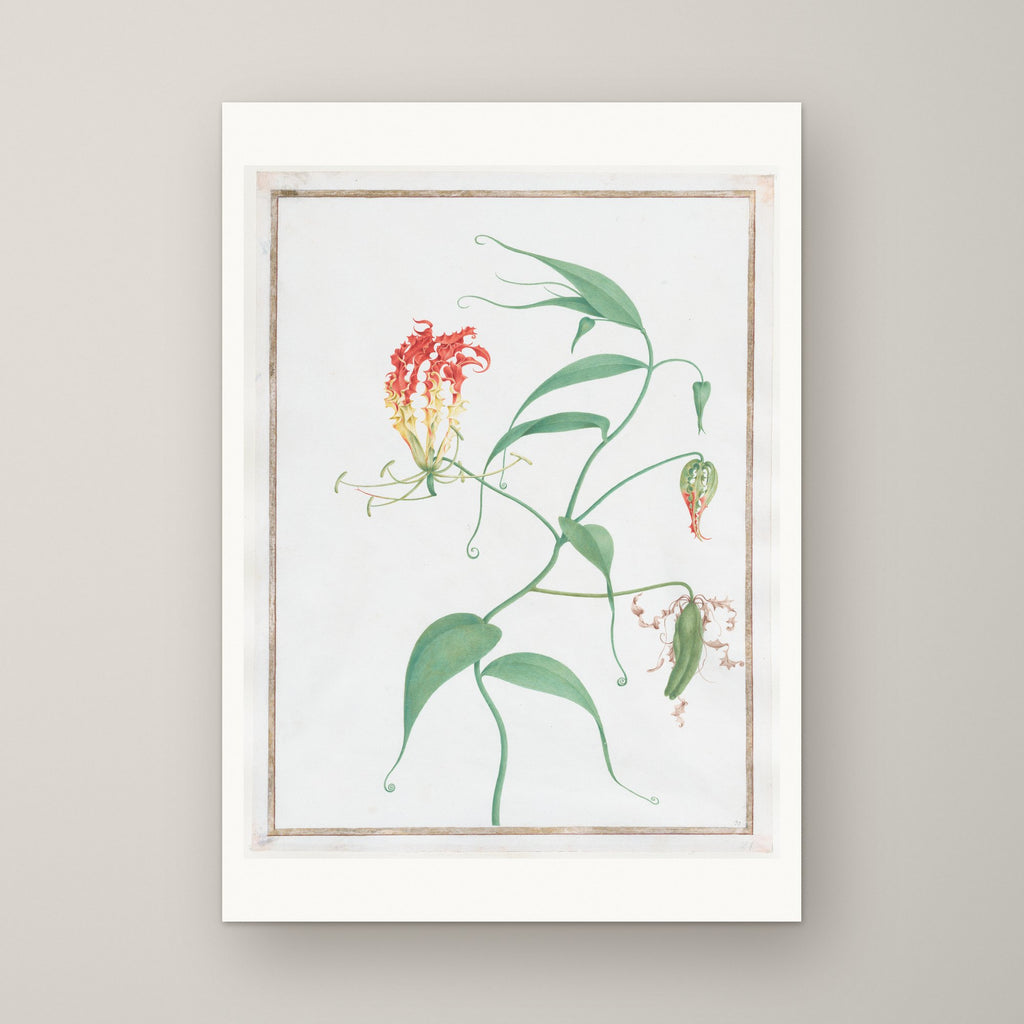Gloriosa Superba – unframed print