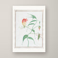 Gloriosa Superba – unframed print