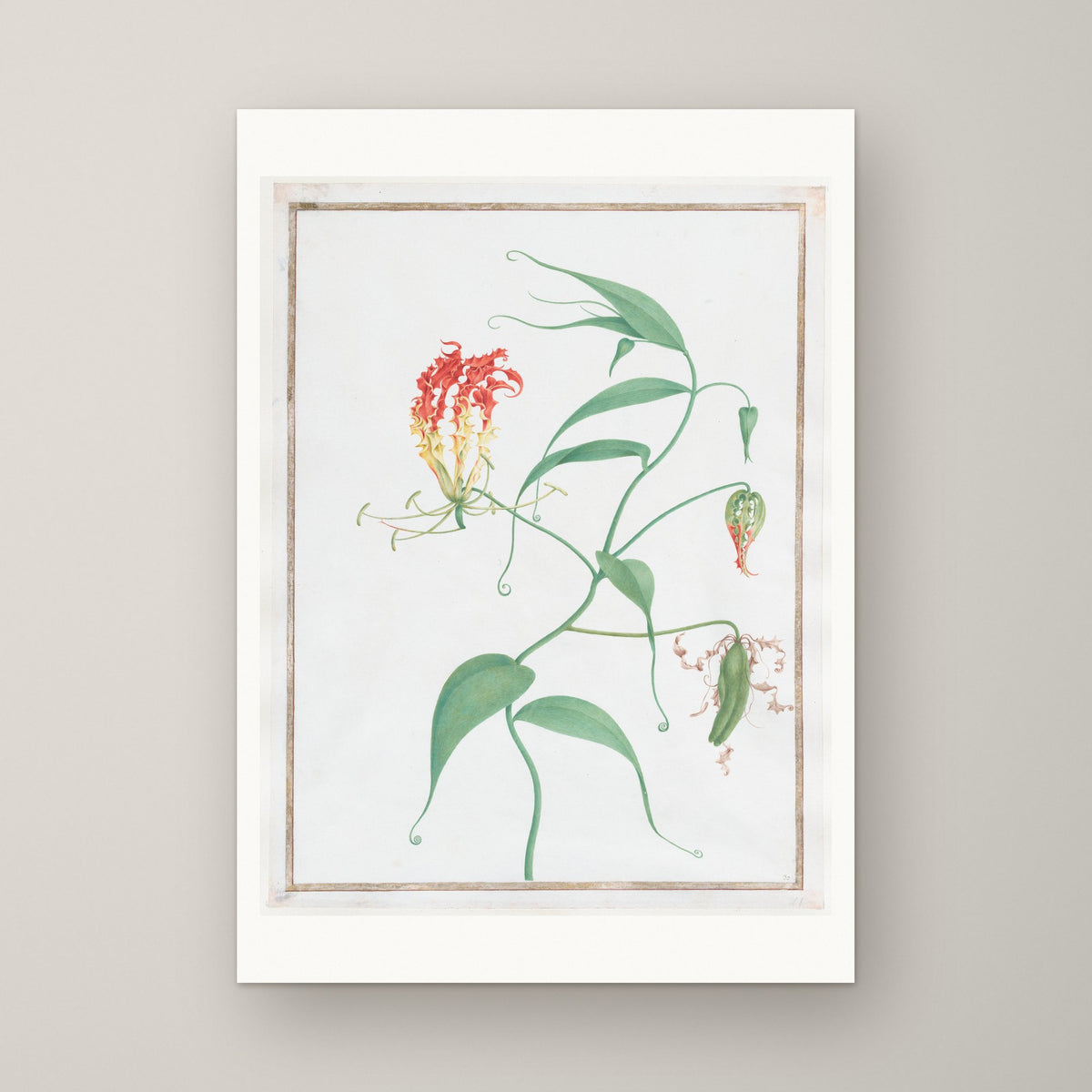 Gloriosa Superba – unframed print