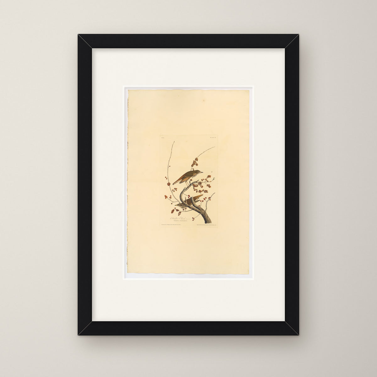 Hermit Thrush – in a black frame