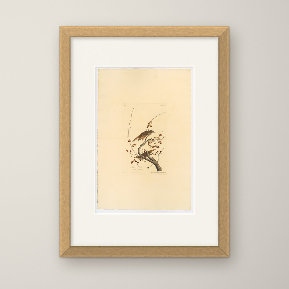 Hermit Thrush – in an oak frame