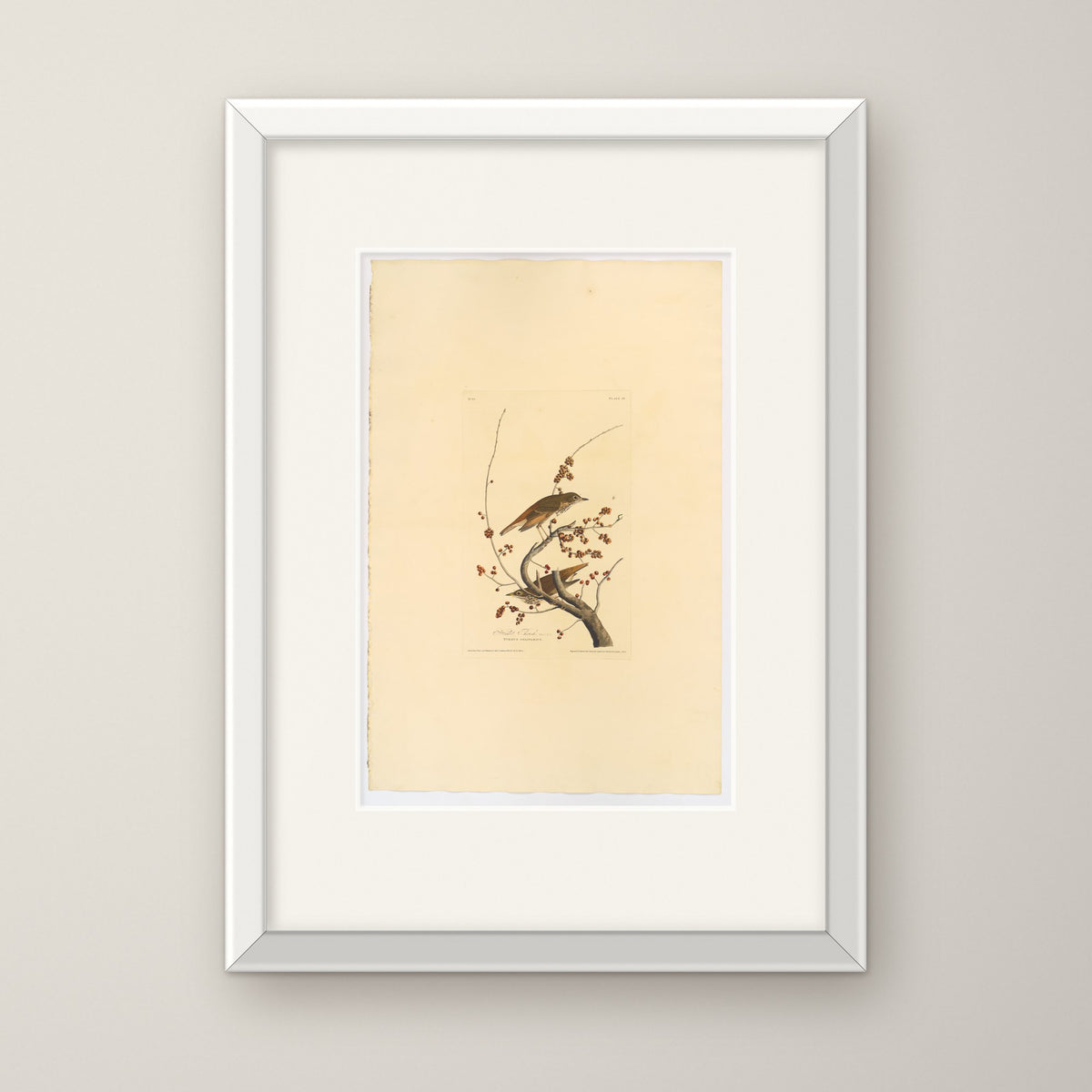 Hermit Thrush – in a white frame