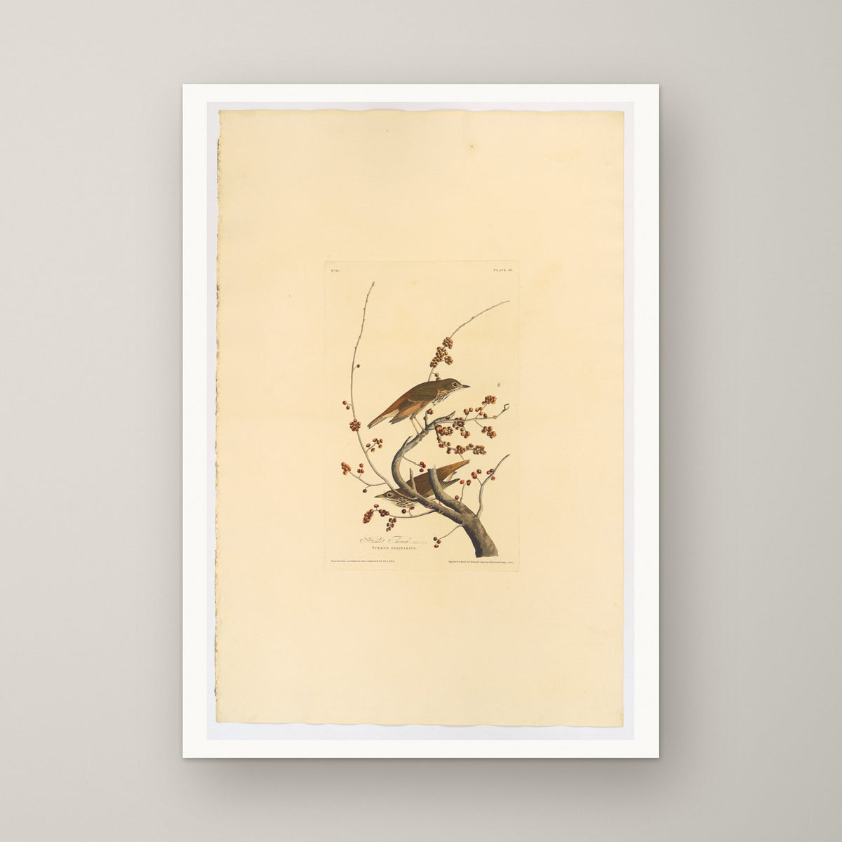 Hermit Thrush – unframed print