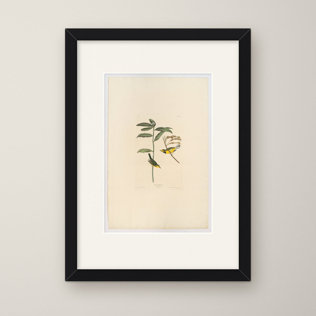 Hooded Warbler – in a black frame