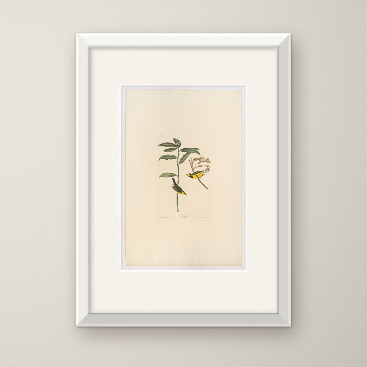 Hooded Warbler – in a white frame