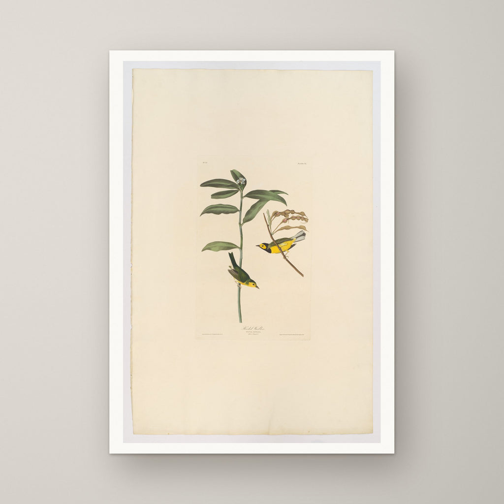 Hooded Warbler – unframed print