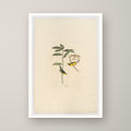 Hooded Warbler – unframed print