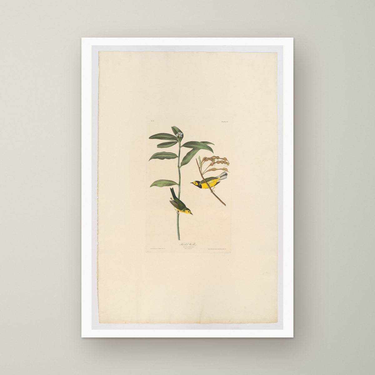 Hooded Warbler – unframed print