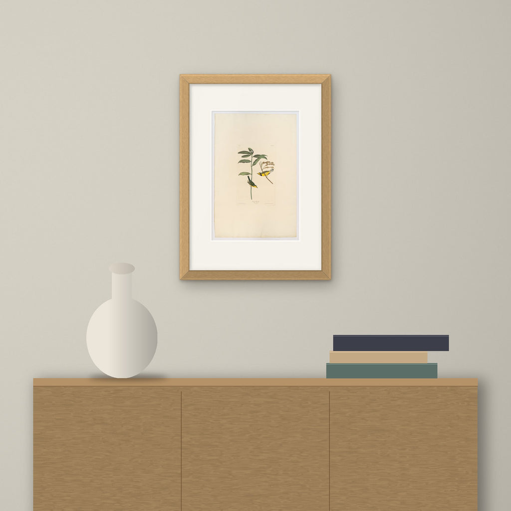 Hooded Warbler – framed on a wall above a sideboard