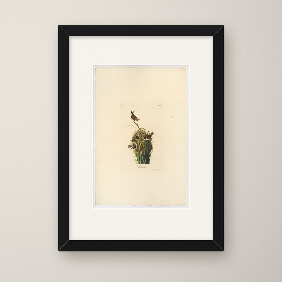 Marsh Wren – in a black frame