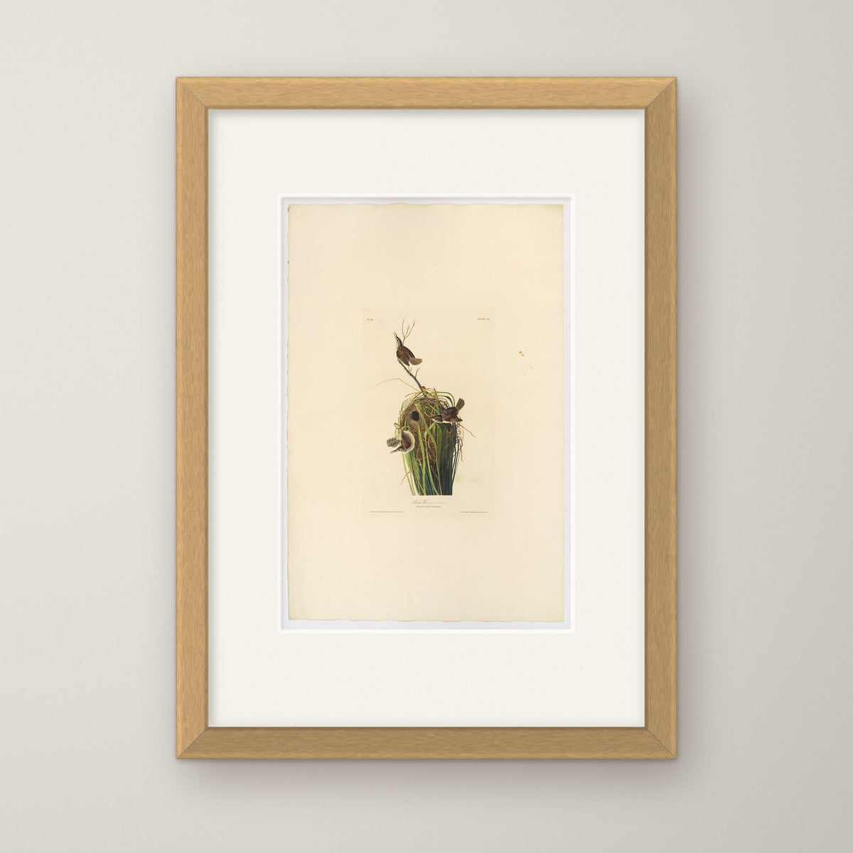 Marsh Wren – in an oak frame