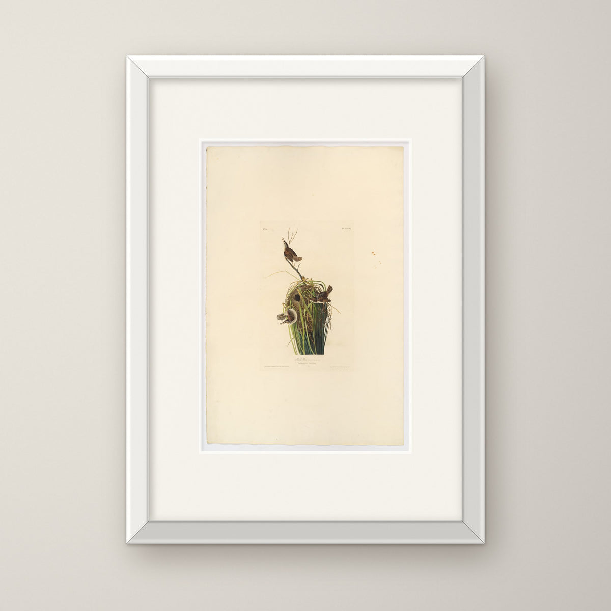 Marsh Wren – in a white frame