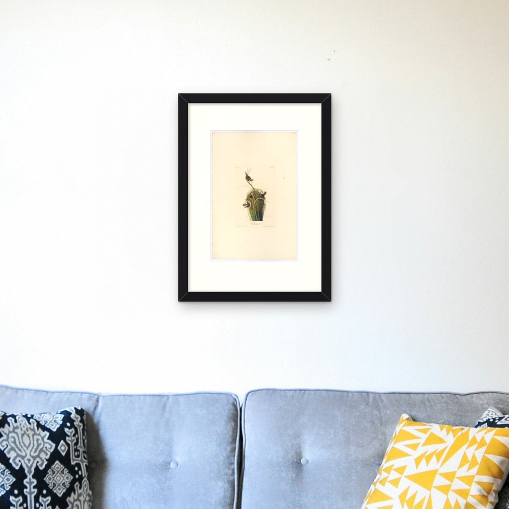 Marsh Wren – framed in a living room