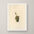 Marsh Wren – unframed print