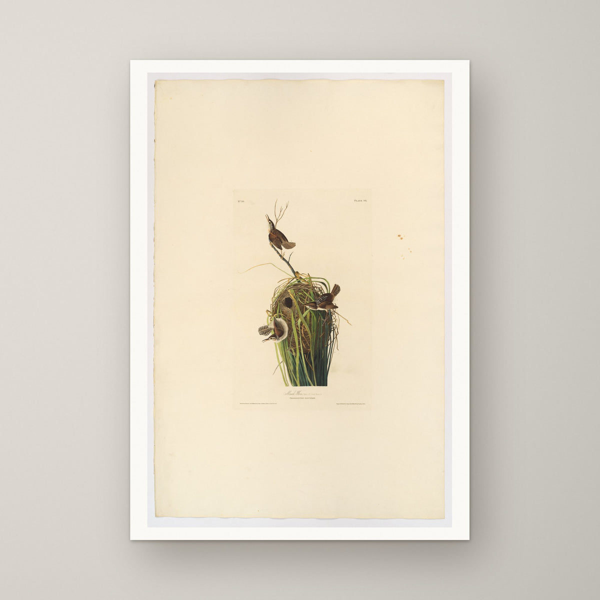 Marsh Wren – unframed print