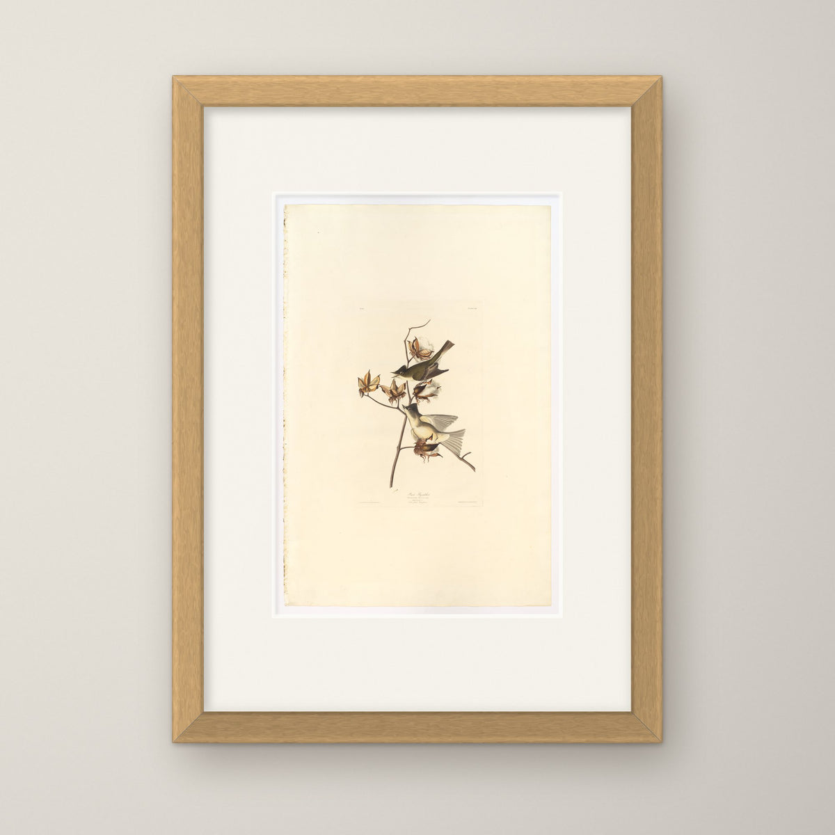 Pewee Flycatcher – in an oak frame