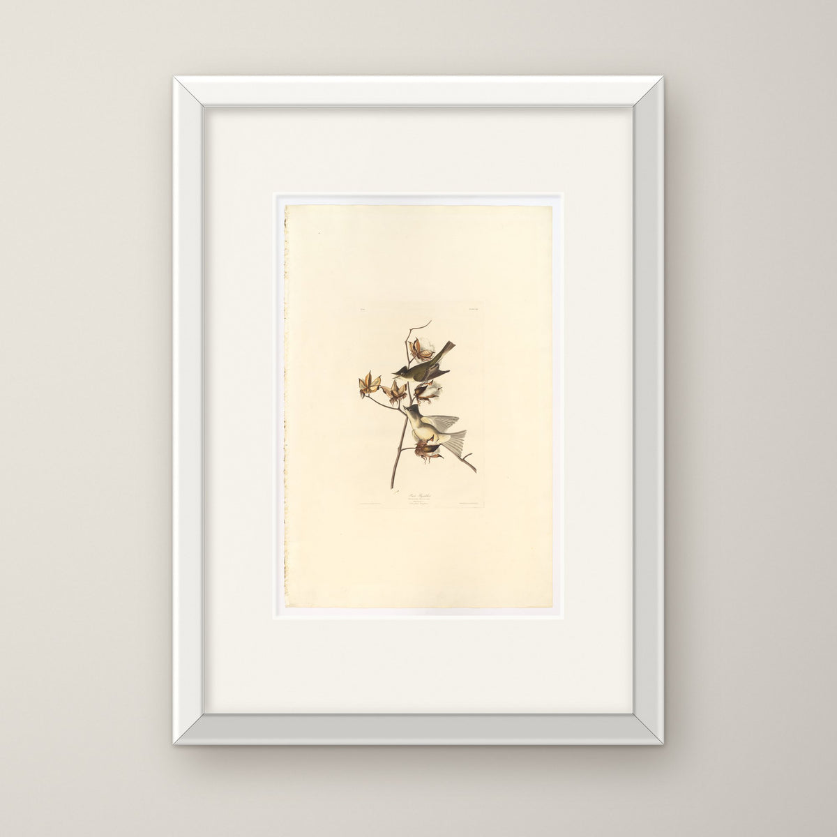 Pewee Flycatcher – in a white frame