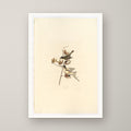Pewee Flycatcher – unframed print