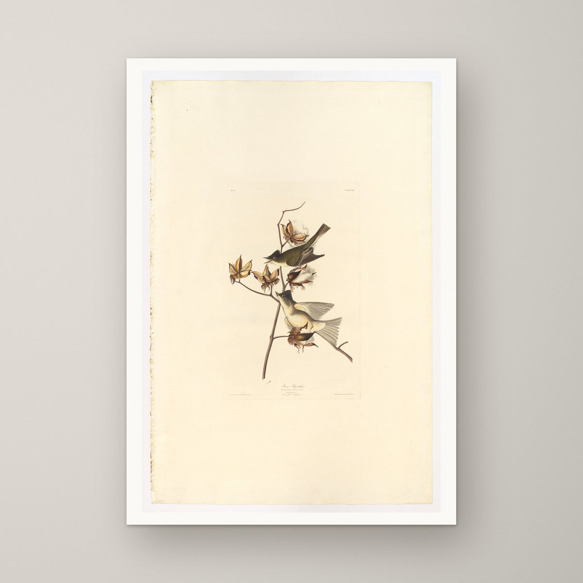 Pewee Flycatcher – unframed print