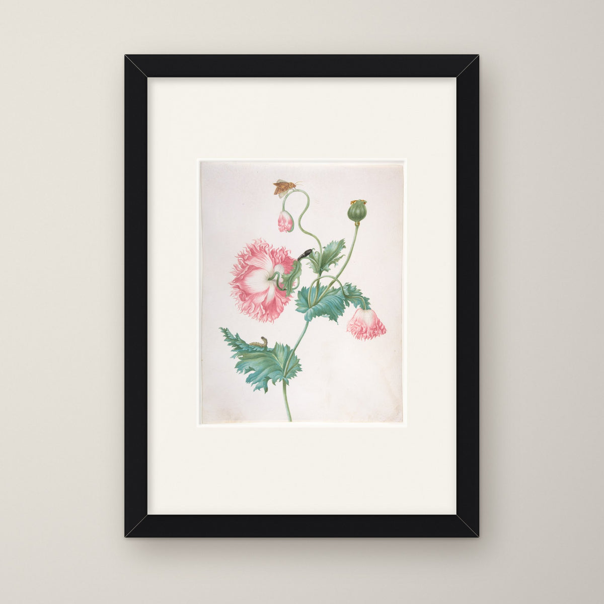 Poppy in Three Stages of Flowering – in a black frame