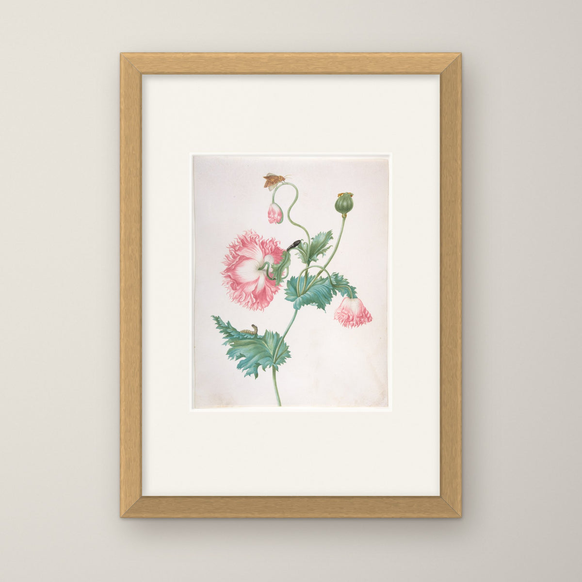 Poppy in Three Stages of Flowering – in an oak frame