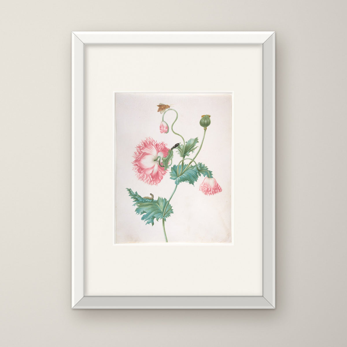 Poppy in Three Stages of Flowering – in a white frame