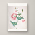 Poppy in Three Stages of Flowering – unframed print