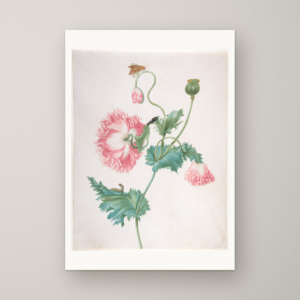 Poppy in Three Stages of Flowering – unframed print