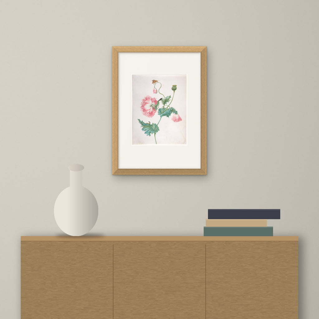 Poppy in Three Stages of Flowering – framed on a wall above a sideboard