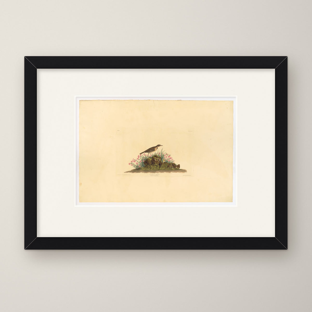 Prairie Titlark – in a black frame