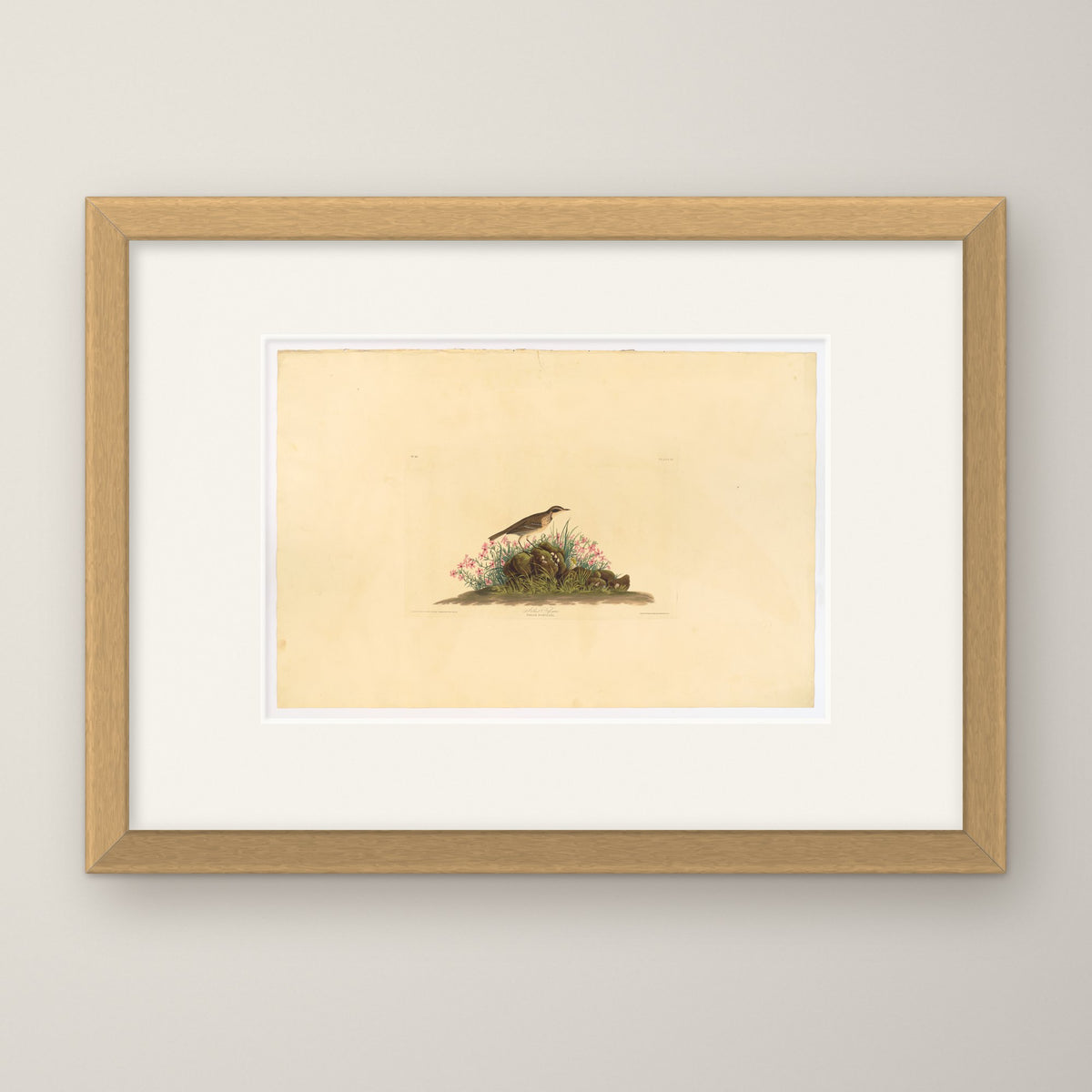 Prairie Titlark – in an oak frame