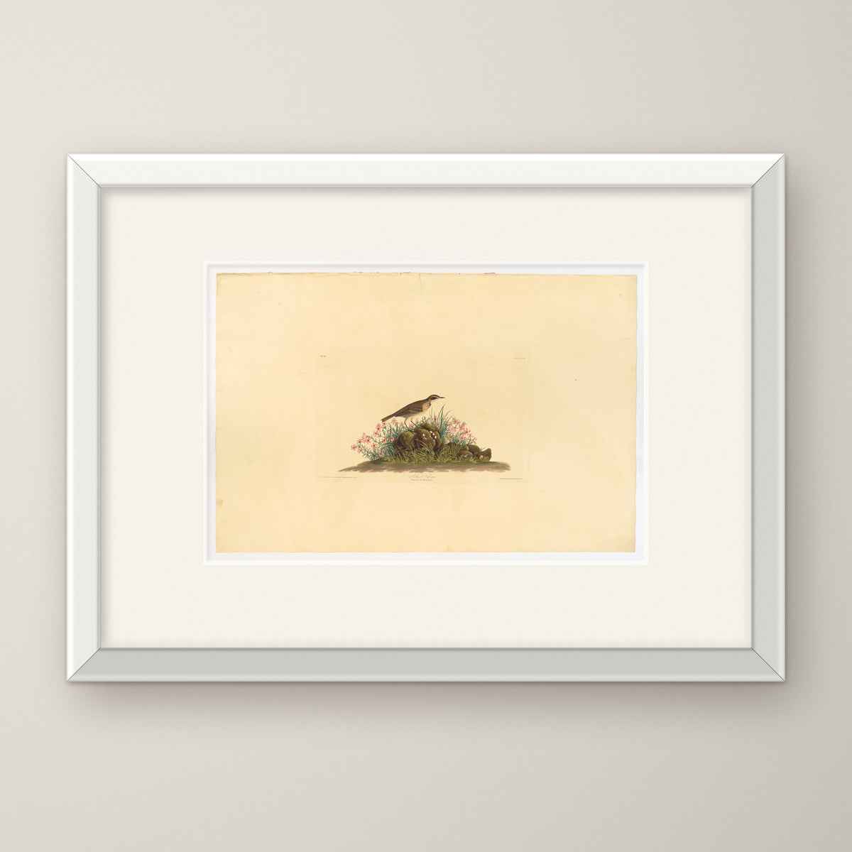 Prairie Titlark – in a white frame