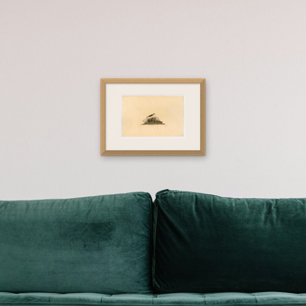 Prairie Titlark – framed in a living room