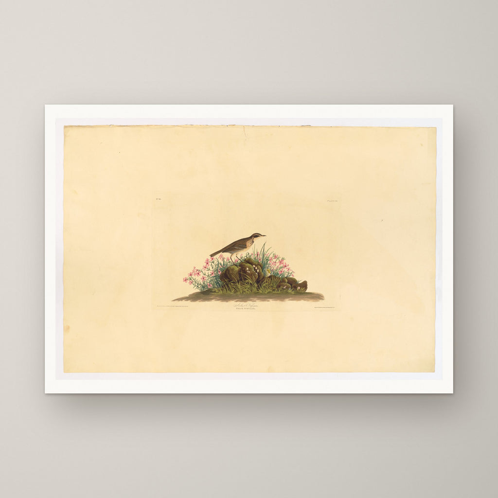 Prairie Titlark – unframed print