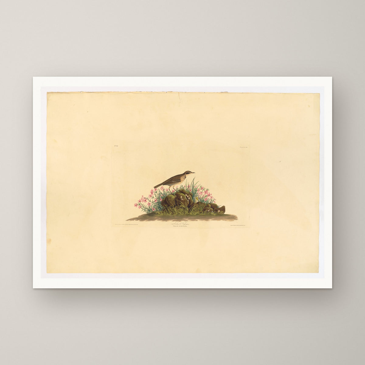 Prairie Titlark – unframed print