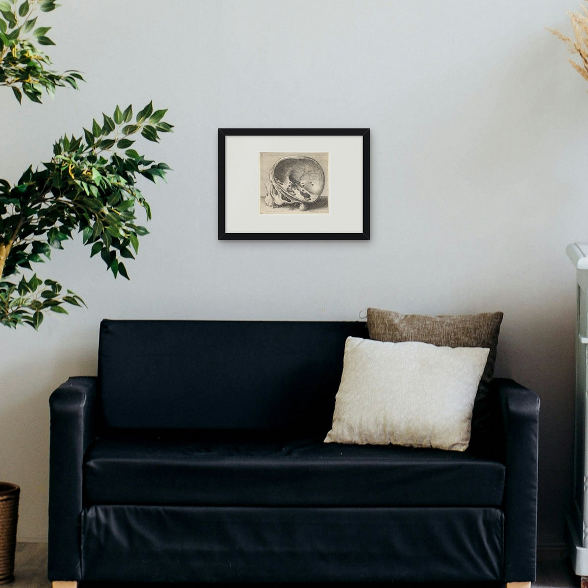 Sectioned Skull – framed in a living room
