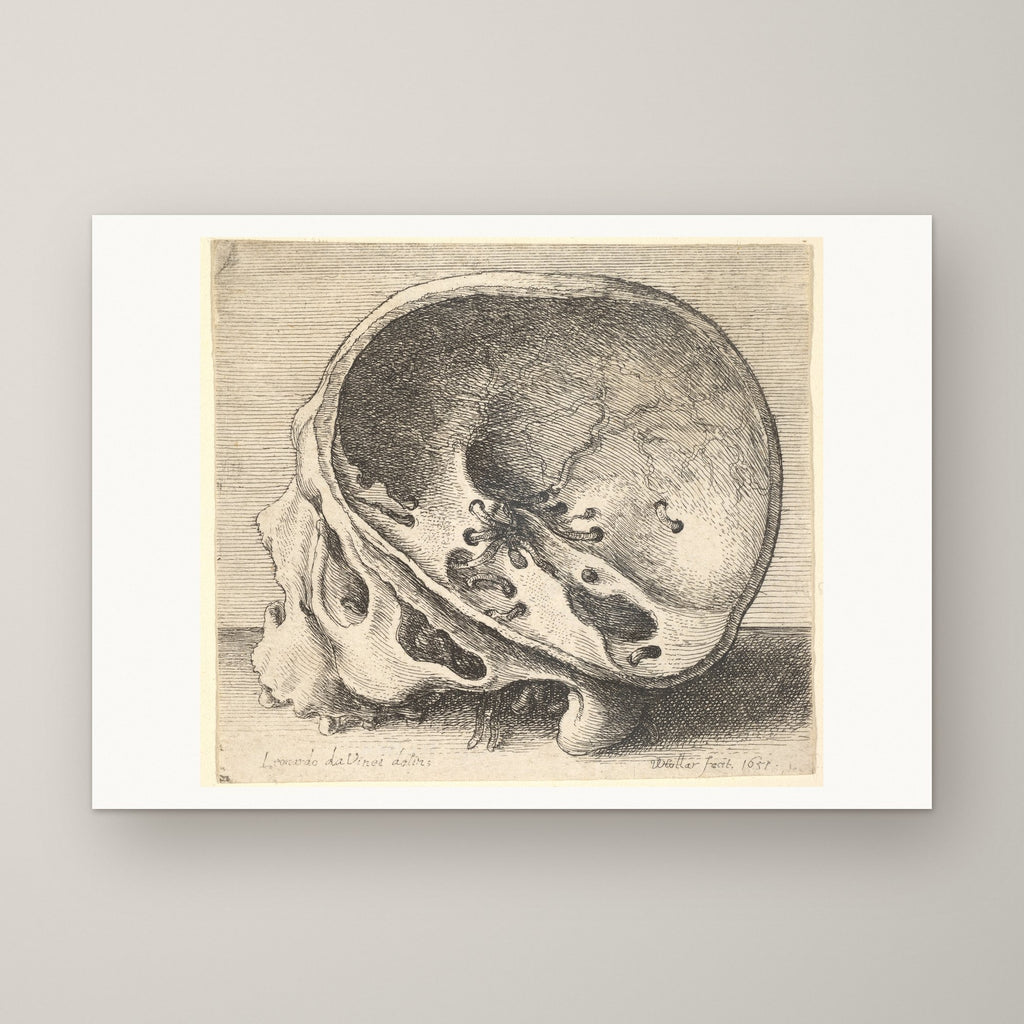 Sectioned Skull – unframed print